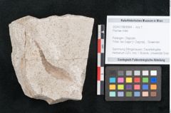 Foto (Objekt + Etikett) von Plantae indet.  (NHMW-GEO-2024-0188-8064)